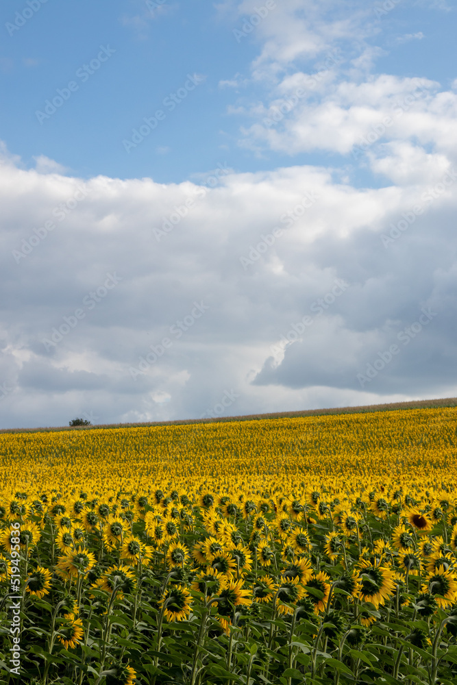 Sunflower field in summer. Panoramic scene with sunflowers in the field, tree on the horizon, and blue sky with clouds. Summer countryside landscape in Ukraine