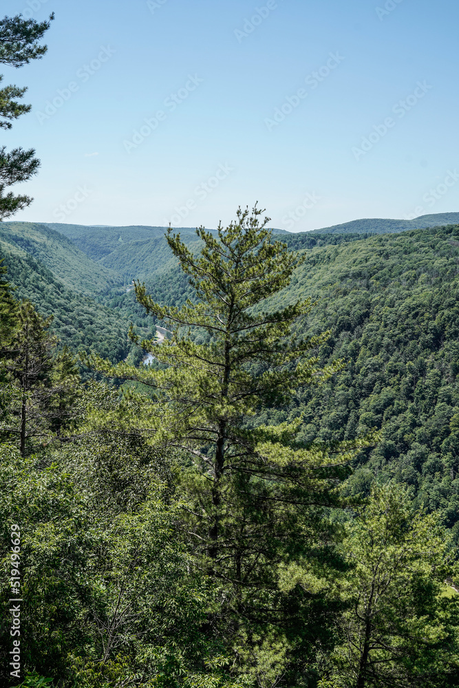 Fototapeta premium Scenic landscape view of the Pennsylvania Grand Canyon. Mountains in the summer. View of the gorge.
