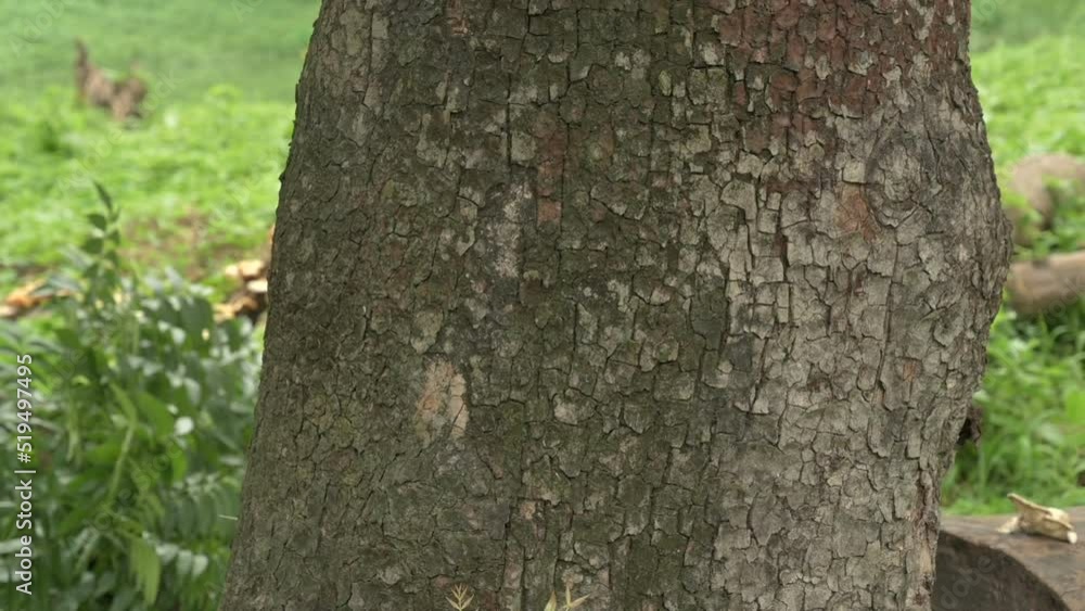 Abstract tree root texture. Slow motion HD nature footage. Abstract tree root texture. Slow motion HD nature footage.