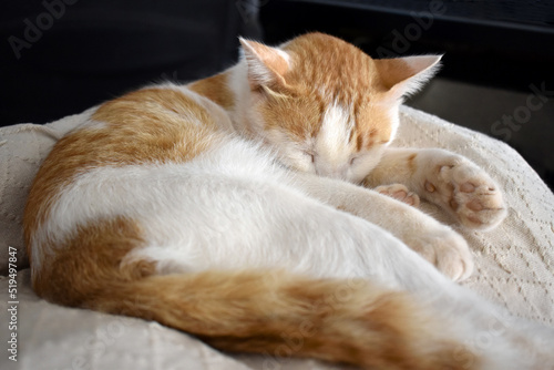 Ginger and white cat sleeping on a sofa at home. Happy tabby cat relaxing in a house.