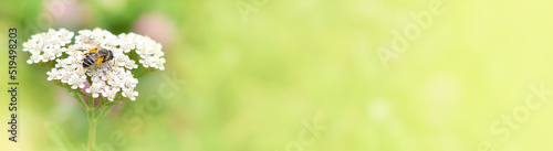 Close-up honey bee collects nectar on a Achillea millefolium yarrow flower on the background of a blurred summer flower meadow.Banner.Copy space.