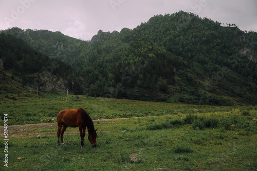 Wild horses in the Altai mountains, close-up and green terrain, soft focus