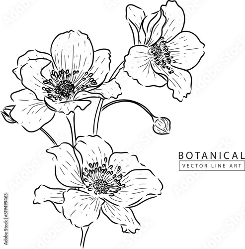 Botanical vector line art  hand drawn flower  illustration 04