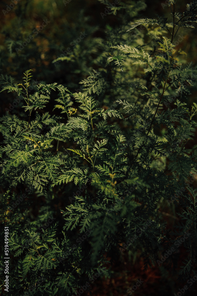 fern leaves in the forest