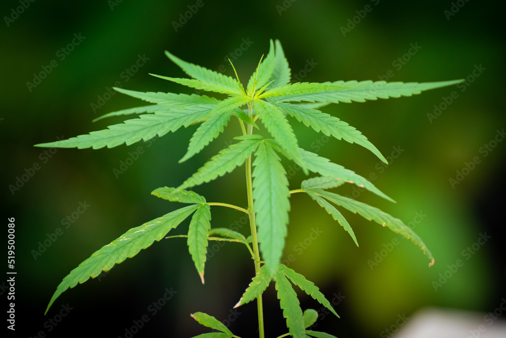 marijuana plant of thailand marijuana plant of thailand