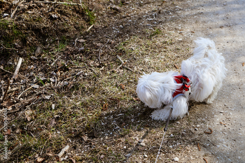 A maltese dog puppy playing around on a path at a walk