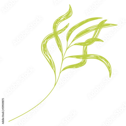 Willow branch. Green leaf sketch. Hand drawn vector illustration. Pen or marker doodle plant