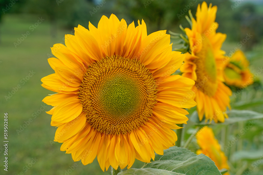 Naklejka premium ProCut Gold Lite sunflowers blooming in a field.