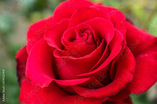 Closeup view of beautiful blooming red rose flower in garden