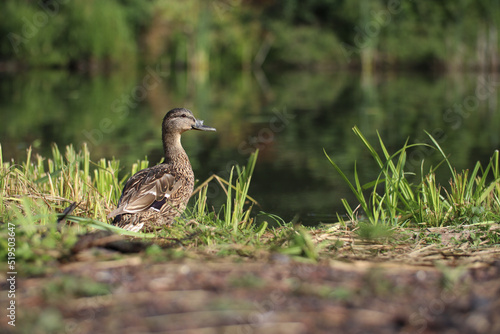 Mallard a wild female duck stands on the lake shore in the grass on a sunny day, in the wild , duck in the grass, 