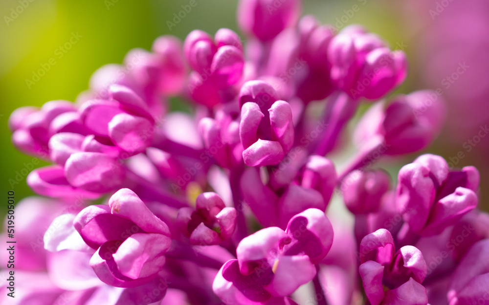 Beautiful lilac flowers in nature. Beautiful lilac flowers in nature.