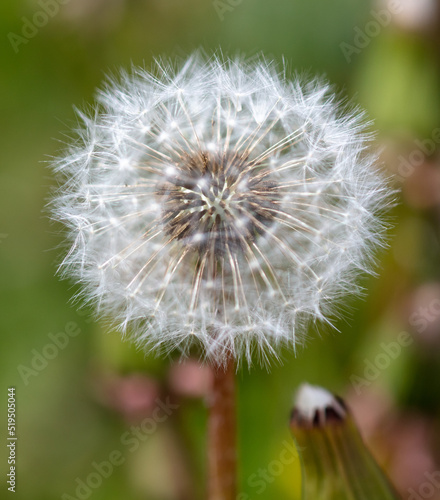 Dandelion in the park in nature.