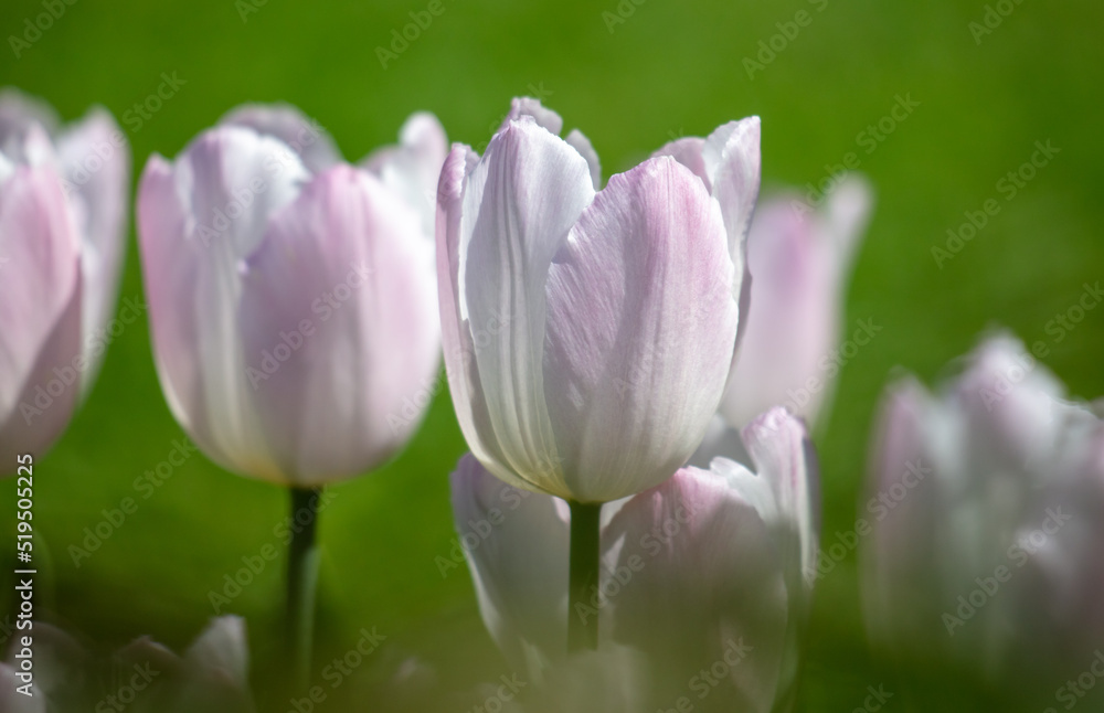 Purple and white tulips in the park.