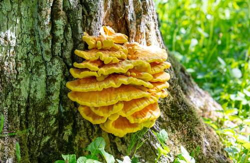 Polypore sulfur yellow on the tree.