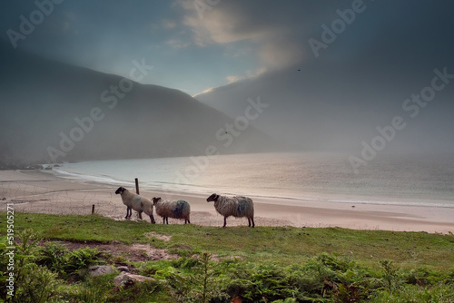 Beautiful nature scene at Keem beach, Achill Island, Ireland. Wool sheep on a grass by the beach early in the morning. Fog over the ocean. Selective focus. Irish landscape. Calm and peaceful mood photo