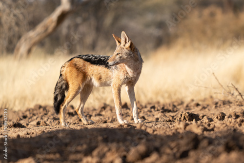 A jackal searching for prey in the grasslands of the Kalahari Desert in Namibia. photo