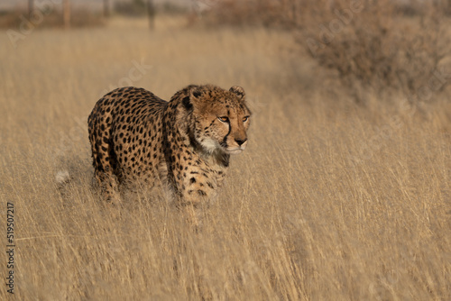 Fototapeta cheetah grassland Namibian post Kalahari