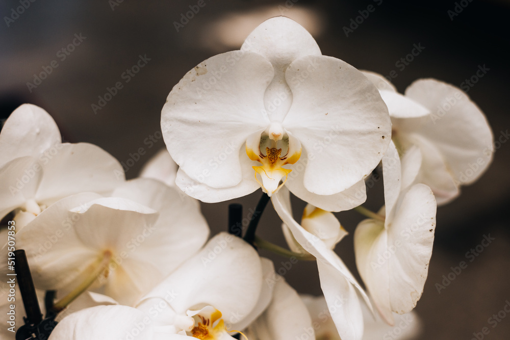 Fototapeta premium white orchid on dark background