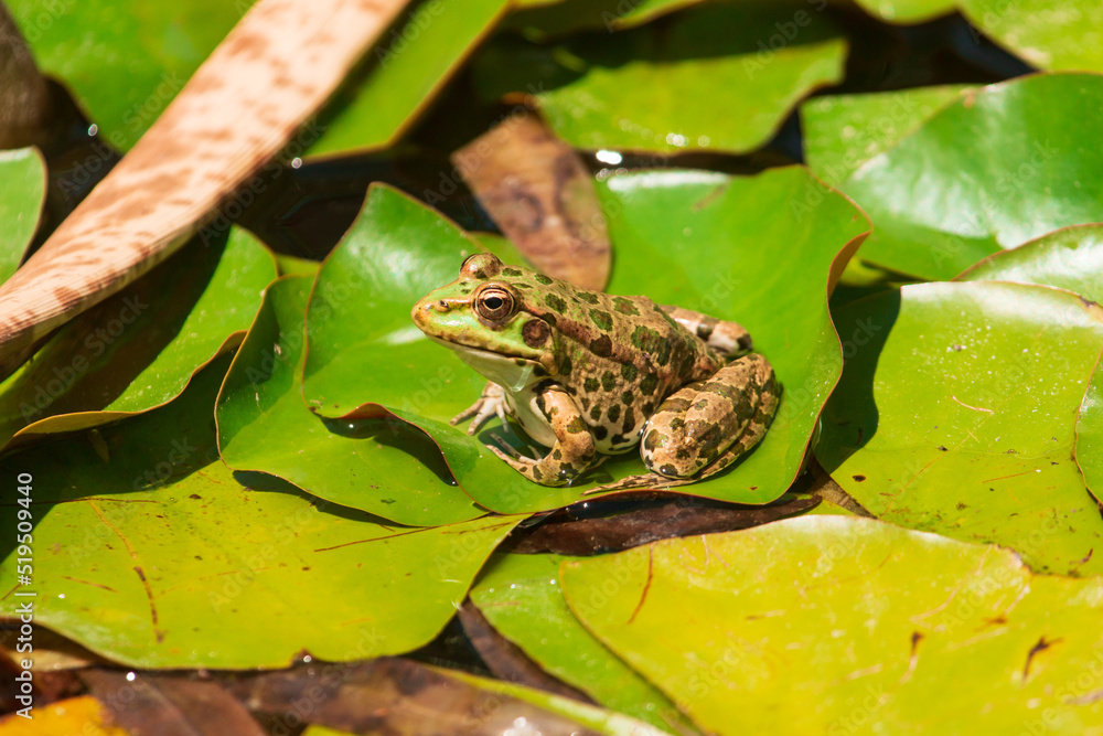 Obraz premium frog on the leaves of a water lily