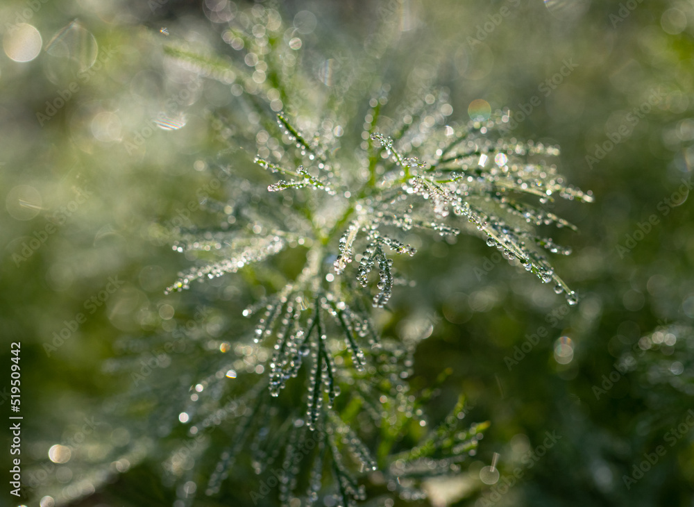 drops of morning dew on green dill