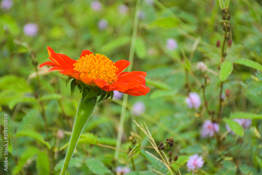 field pink and orange zinnias blooming in a Thai public park and background soft blur 