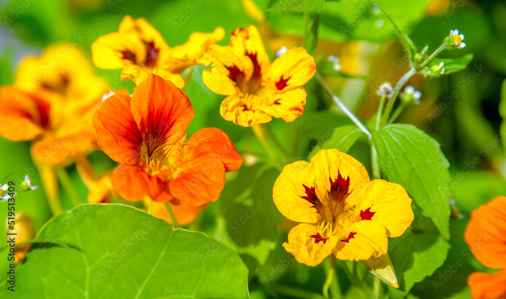 Orange nasturtiums bloom in the botanical garden Orange nasturtiums bloom in the botanical garden