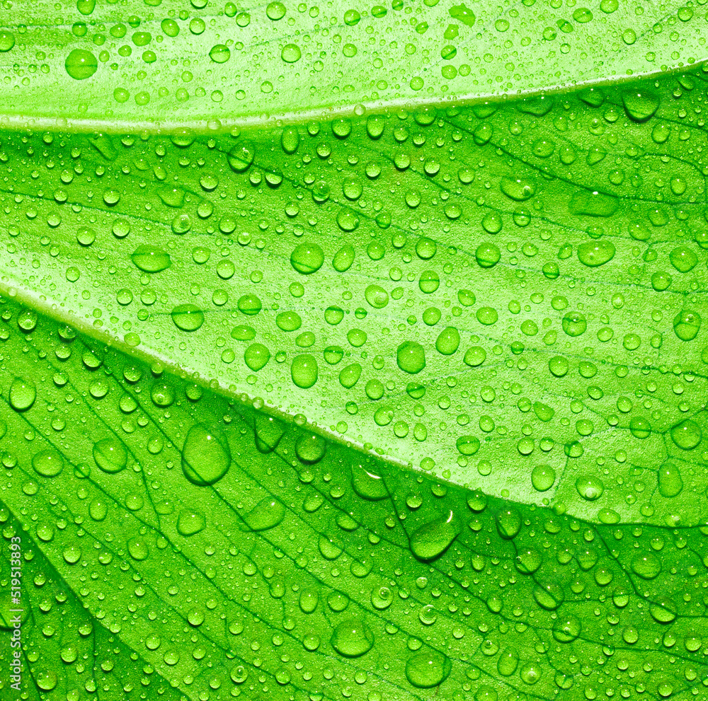 Green leaf texture background Green leaf texture background
