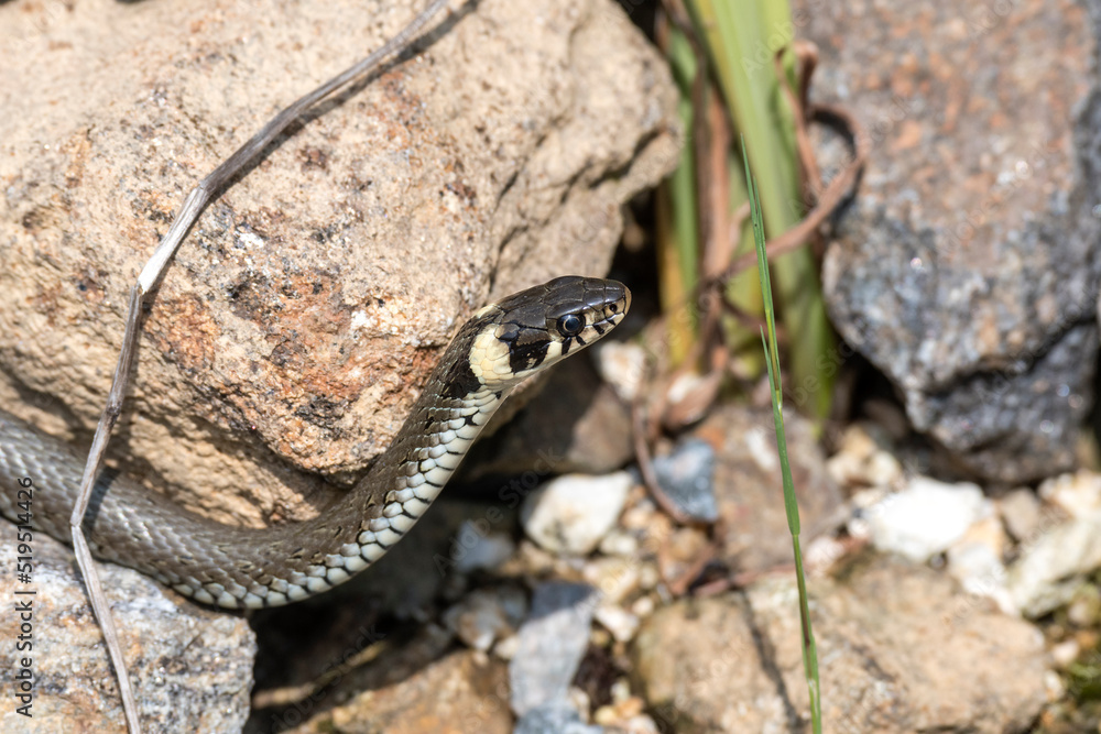 Fototapeta premium Ringelnatter