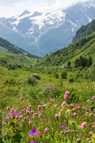 Fototapeta Naklejka Na Ścianę i Meble -  Beautiful pink flowers close-up among bright green grass on an alpine meadow high in the Caucasus mountains in the Elbrus region on a clear summer sunny day