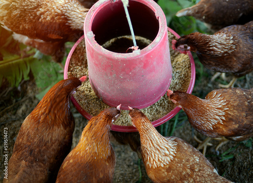 top view of hen Egg breeders are eating prepackaged pellets from farmer's feed hoppers. photo