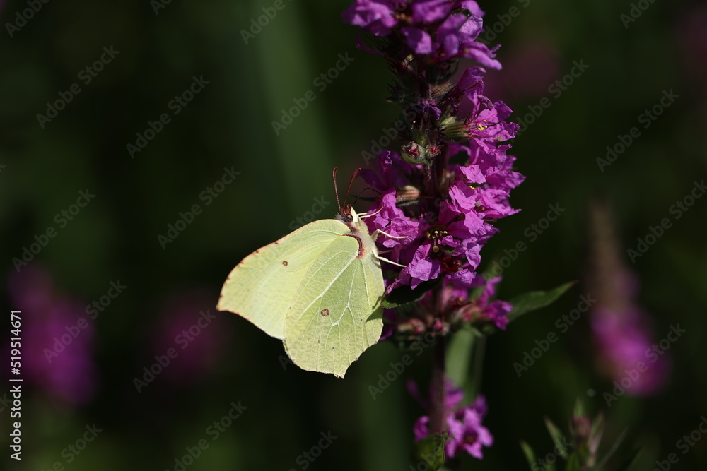 Beautiful butterflies sit on flowers and drink nectar Beautiful butterflies sit on flowers and drink nectar