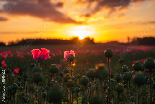 Amazing sunrise above a poppy field with poppy capsules and some blossoms