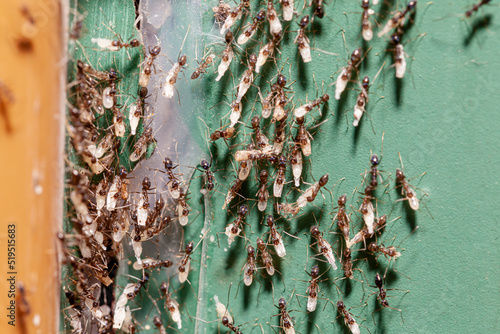 Fotografie Close up of red ants take care their eggs in nest