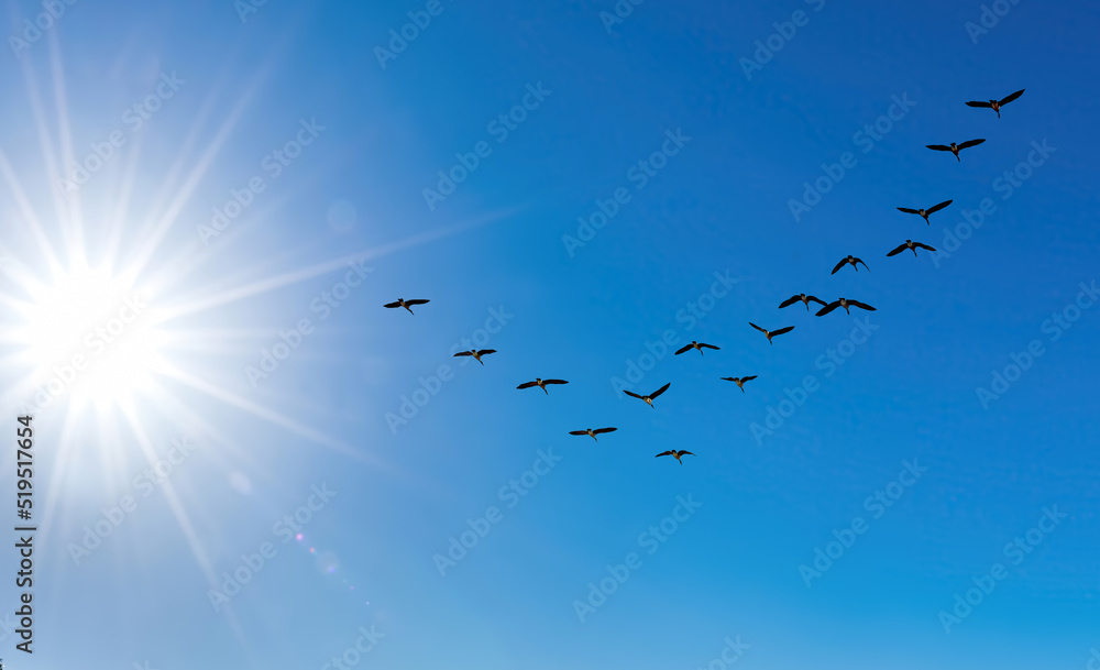 Flock of birds flying in clear blue sky in V-shaped flight formation Flock of birds flying in clear blue sky in V-shaped flight formation