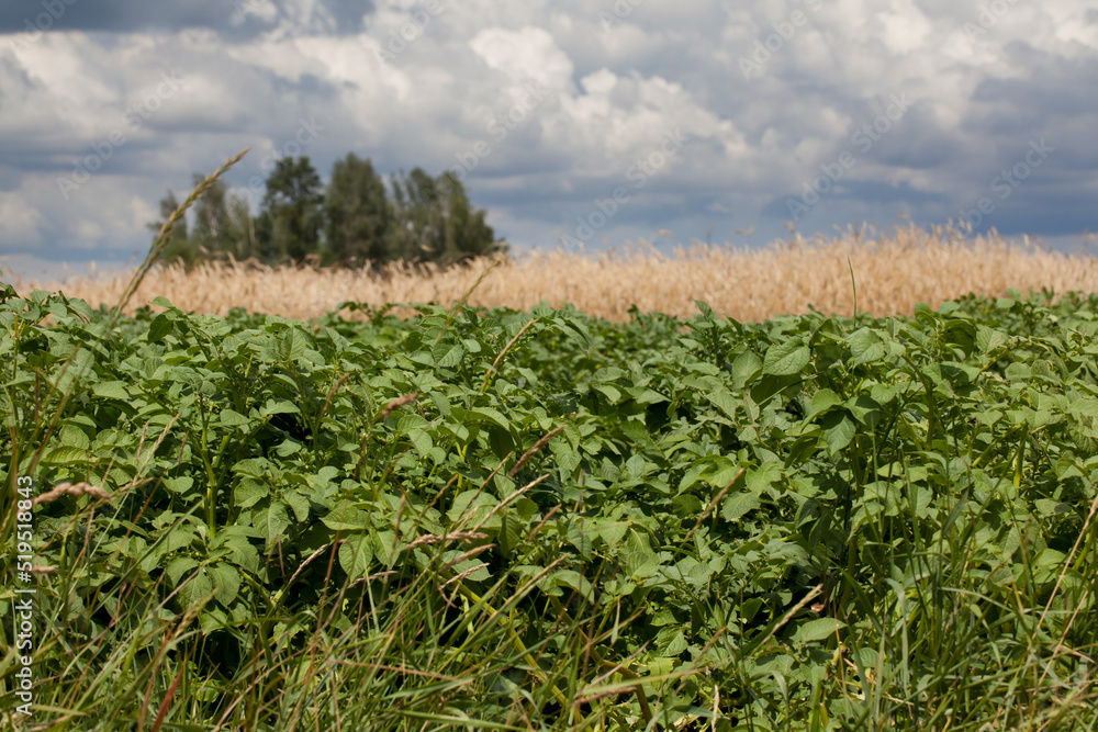 A field with growing potatoes and blooming cornflowers. In the background is a field with growing grain. The sky with clouds. A field with growing potatoes and blooming cornflowers. In the background is a field with growing grain. The sky with clouds.