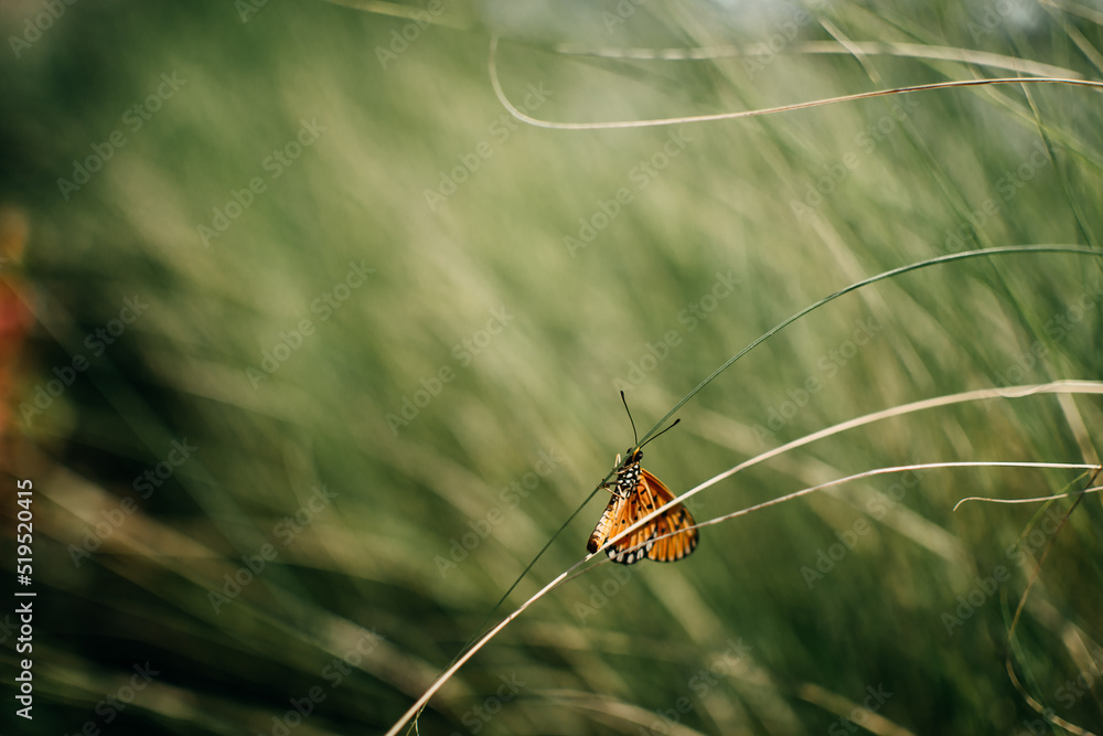 A closeup shot of a beautiful butterfly. Beautiful butterfly on the grass.
A closeup shot of a beautiful butterfly. Beautiful butterfly on the grass.