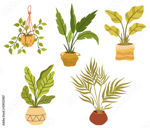 Potted house plants set. Foliage houseplant growing in flowerpot. Green leaf decoration for home interior. Natural indoor decor. Hand draw vector illustration isolated on white background