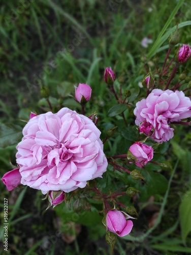 Light purple rose in the garden.
