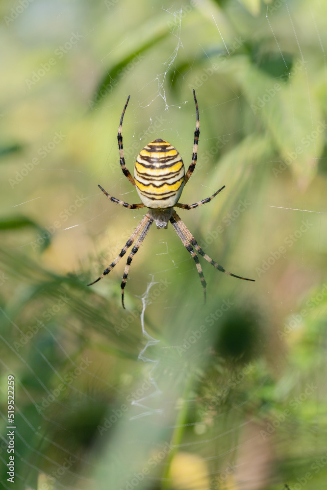 Female wasp spider (Agriope bruennichi) in it's web.. Female wasp spider (Agriope bruennichi) in it's web..