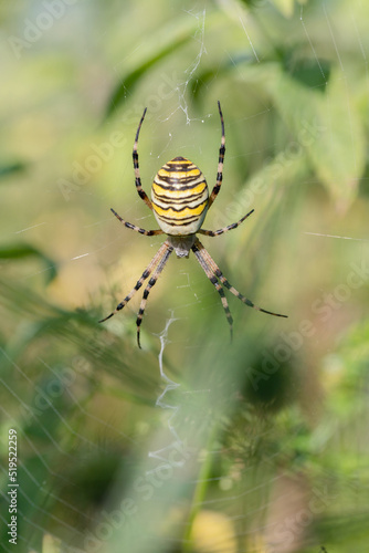 Female wasp spider (Agriope bruennichi) in it's web..