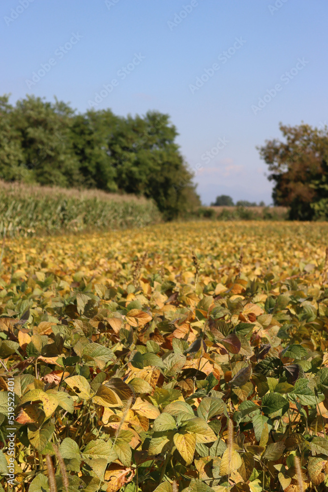 Glycine max agricultural landscape. Yellow and green soybean field on a sunny day