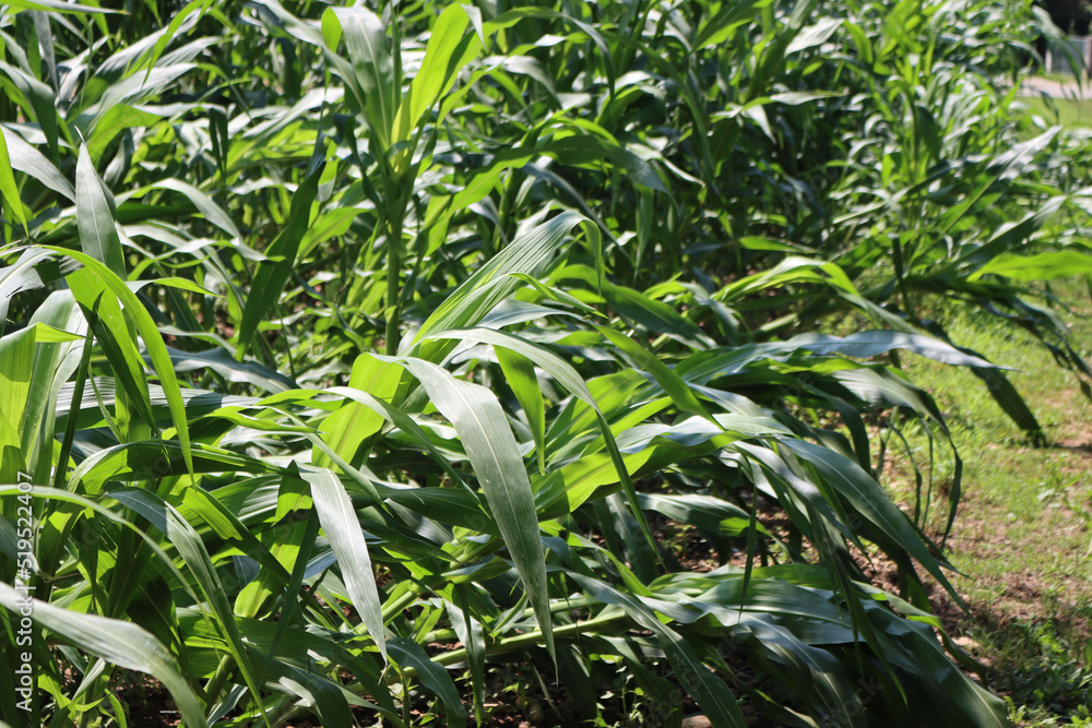 Green Corn field damaged by bad weather on summer. Wind on corn field Green Corn field damaged by bad weather on summer. Wind on corn field
