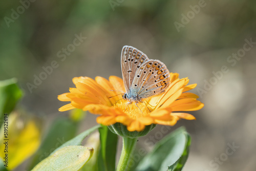 Common blue butterfly (Polyommatus icarus) on a marigold blossom. © Amalia Gruber