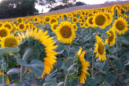 Agricultural sunflowers for the production of sunflower oil in the romantic evening light in summer photo