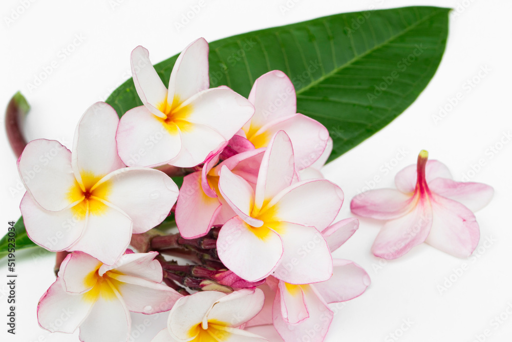 Frangipani flowers isolated on white background.