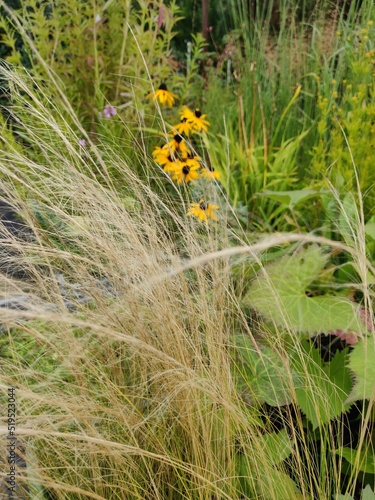 Detail of Stipa grass (Stipa tenuissima 'Ponytails') - Mexican feathergrass photo