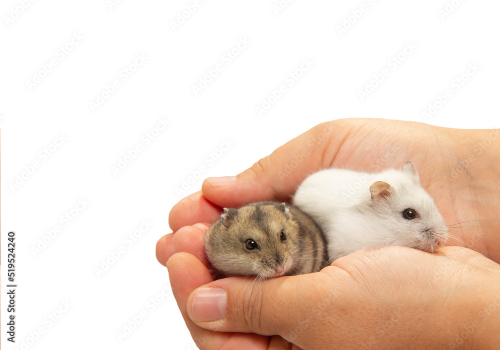 two hamsters in the palms of the hostess. Cute little hamsters in their hands. two hamsters in the palms of the hostess. Cute little hamsters in their hands.