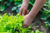 Female hands of a farmer cut off a green ripe salad from a garden bed. Harvesting healthy food concept