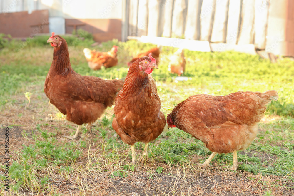 Fototapeta premium Chickens walk on the green grass