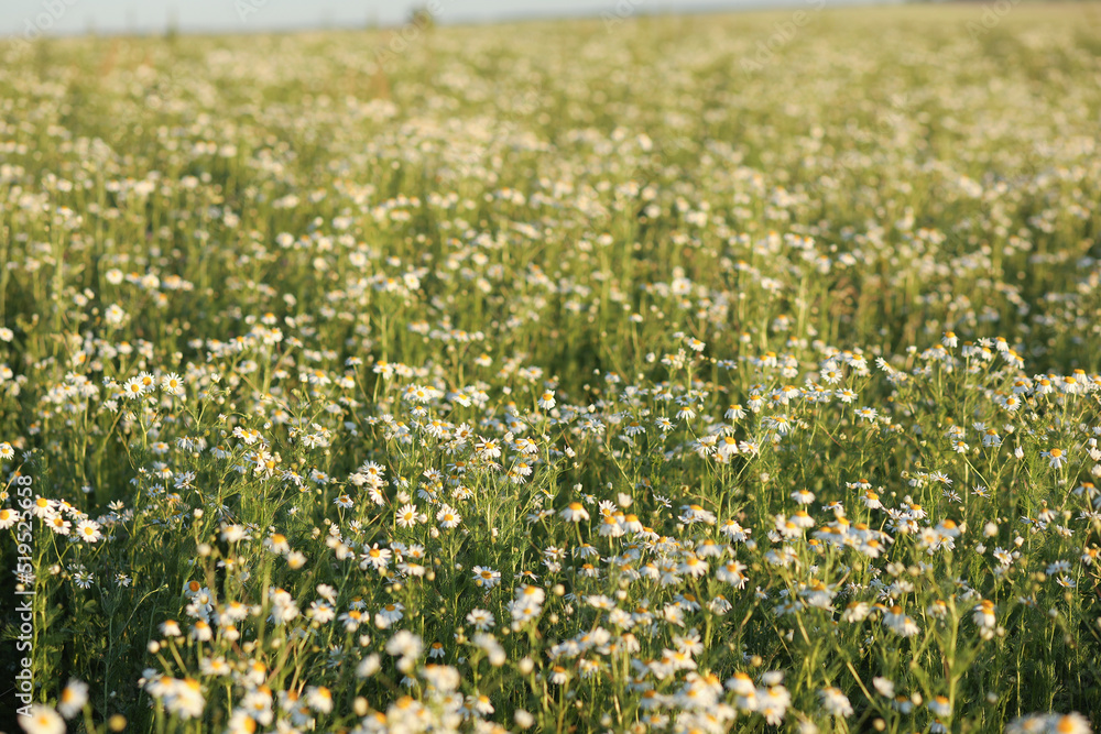 Field of medicinal chamomile on a clear sunny day in summer